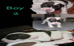 Mixed Breed dogs for sale: Bulldog cross staff - Image 4