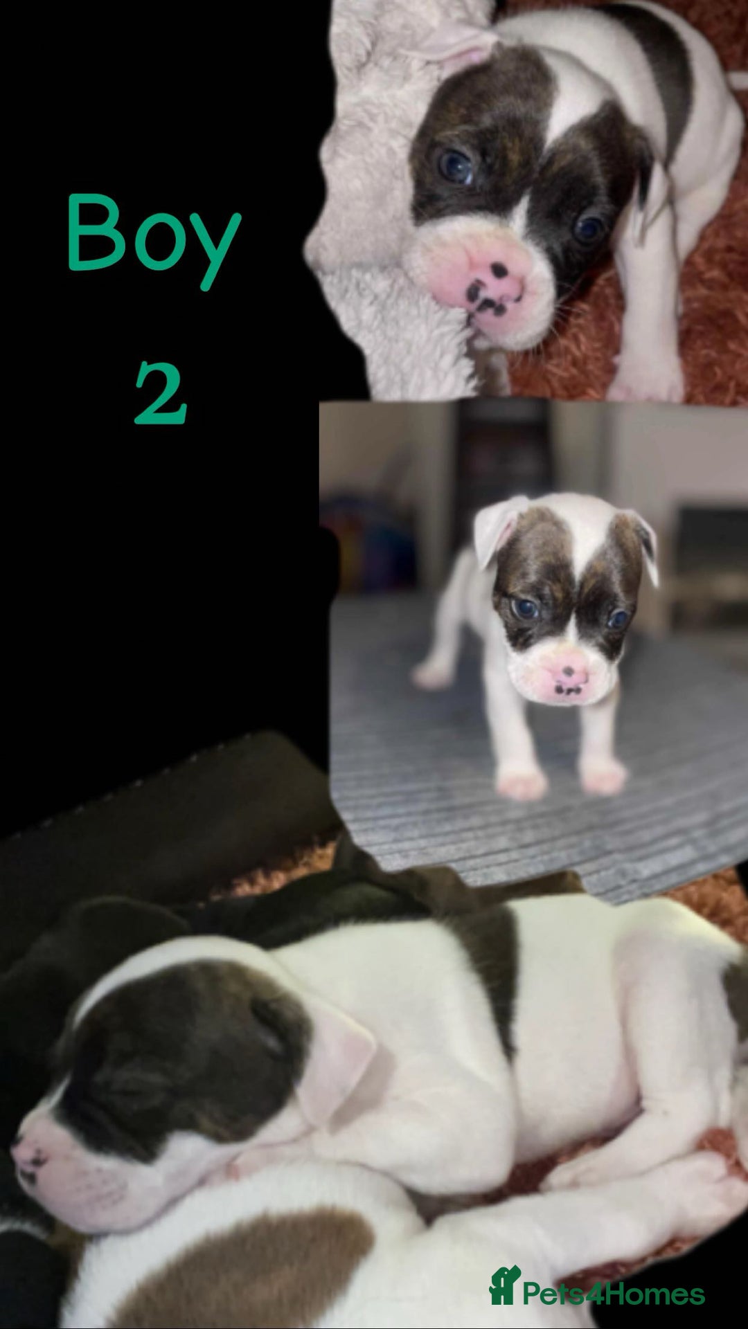 Mixed Breed dogs for sale: Bulldog cross staff - Image 4
