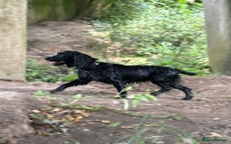 Cocker Spaniel dogs for sale: 3 year old Female Cocker Spaniel  - Image 1
