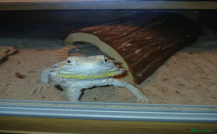 Bearded Dragon reptiles - Advert 3