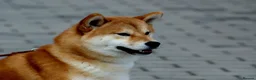 Japanese Shiba Inu dogs for sale: Health tested Shiba puppies - Advert 4