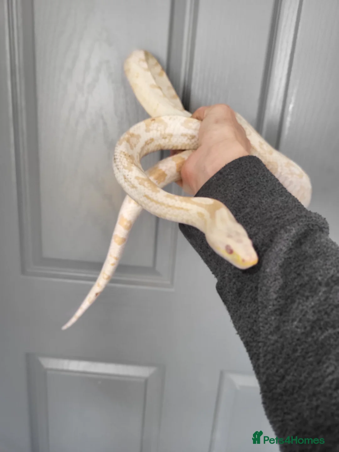 Corn Snake reptiles for sale: Fabulous to handle corn snakes - Advert 3