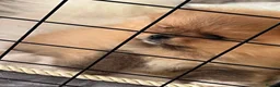 Pomeranian dogs for sale: Fabolous pomeranian female puppy - Advert 4