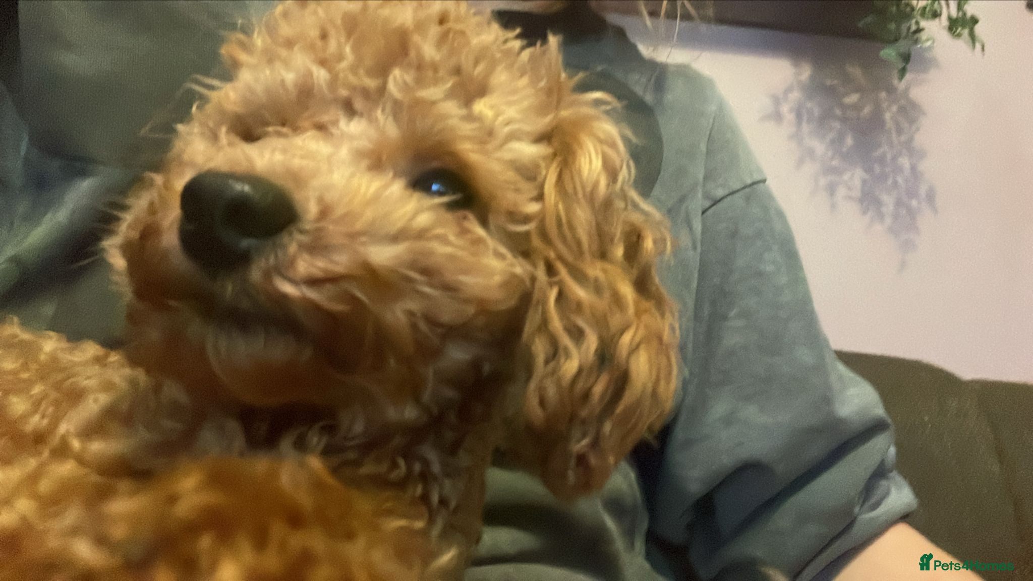 Toy Poodle dogs kc Real Toy Poodle 1 male  puppy - Advert 17