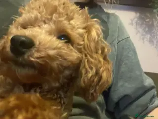 Toy Poodle dogs kc Real Toy Poodle 1 male puppy - Advert 17