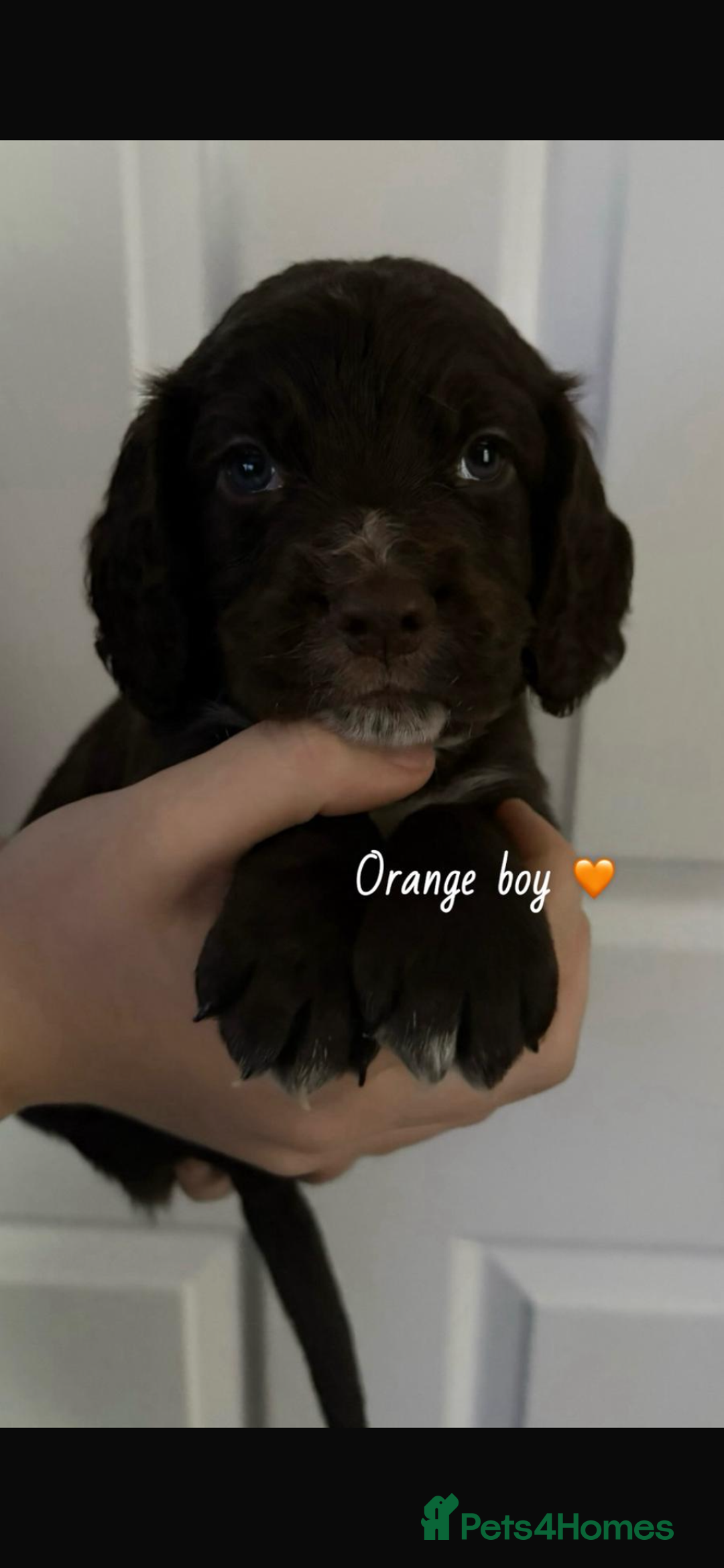 Sprocker dogs for sale: Sprocker spaniel pups  - Advert 4