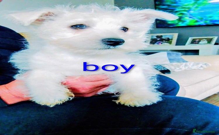 West Highland Terrier dogs - Advert 3