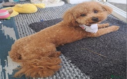Poochon dogs for stud: Poochon Stud - Image 1