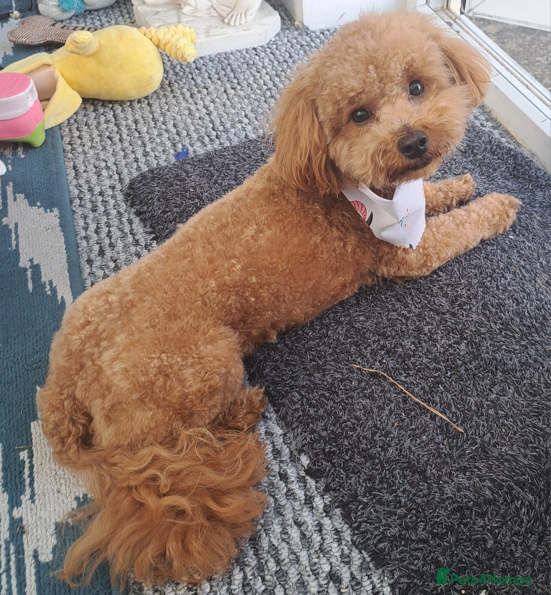 Poochon dogs for stud: Poochon Stud - Image 1