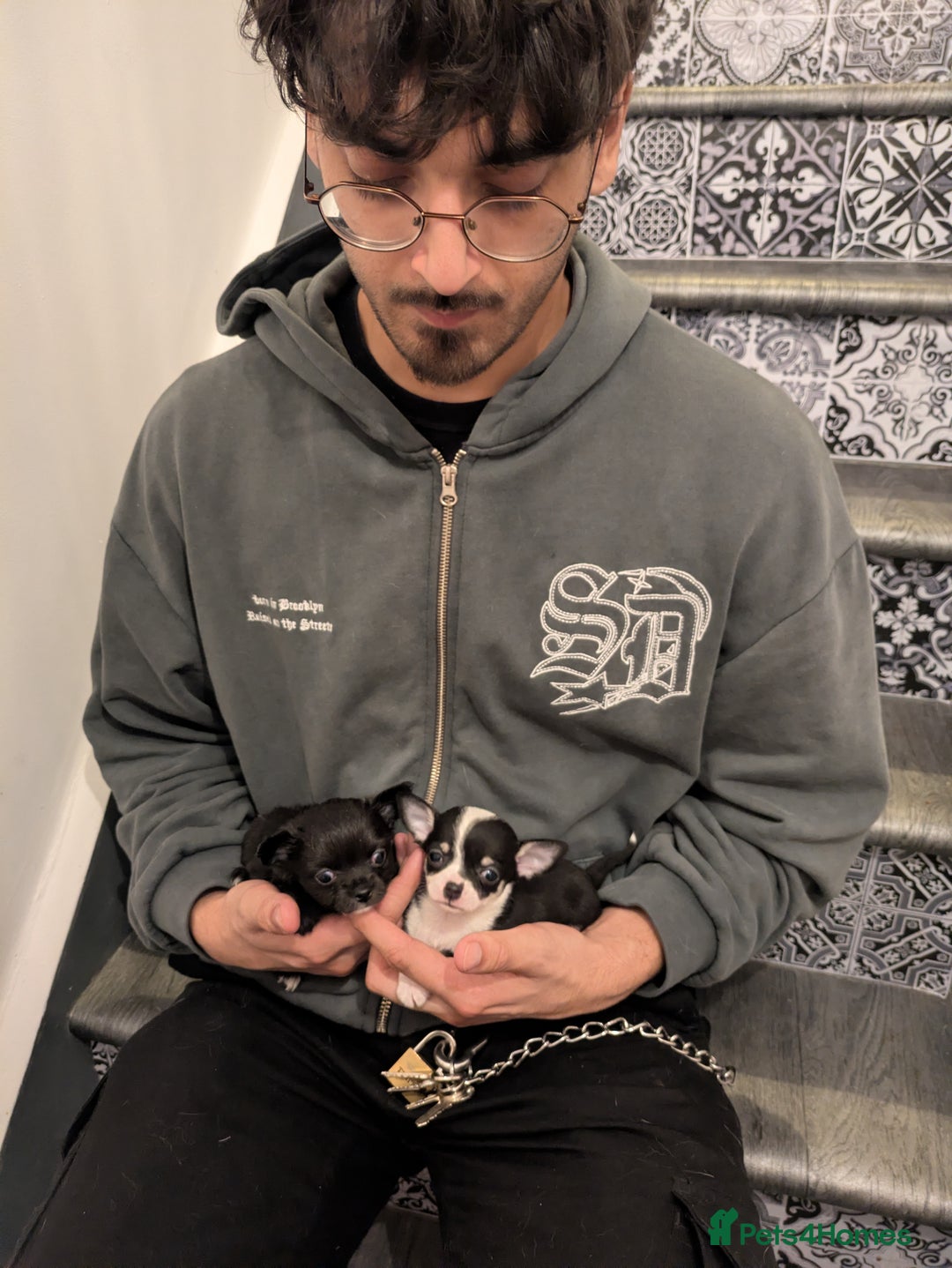 Chihuahua dogs for sale: Rare colour and tiny pedigree Chihuahuas  - Advert 34