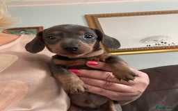 Dachshund dogs for sale: Miniature Dachshund stunning  - Image 6