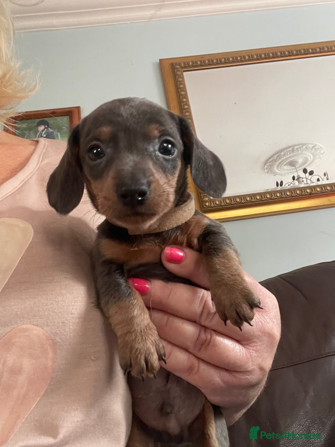 Dachshund dogs for sale: Miniature Dachshund stunning  - Image 6