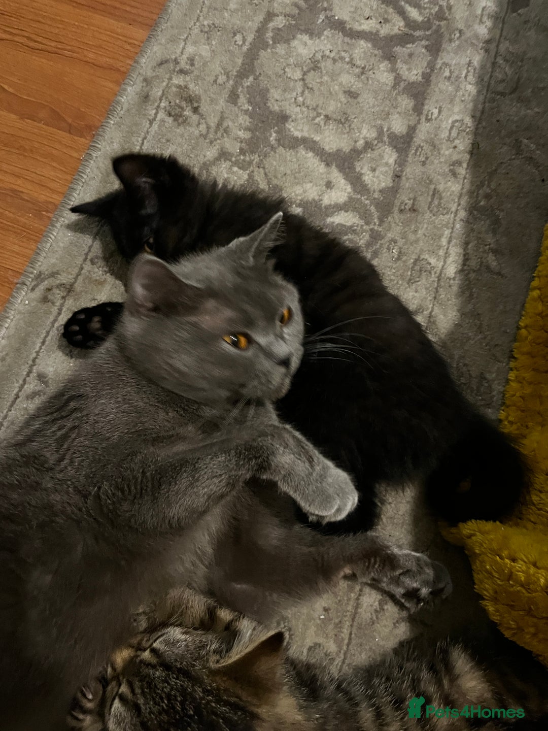 British Shorthair cats for sale: 2 little boys looking for home  - Advert 1