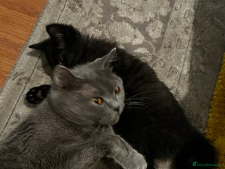 British Shorthair cats 2 little boys looking for home - Advert 1