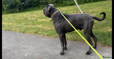 Cane Corso dogs - Advert 13
