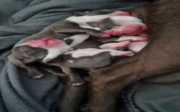 Boston Terrier dogs for sale: Outstanding Blue/Champagne Boston pups - Image 9