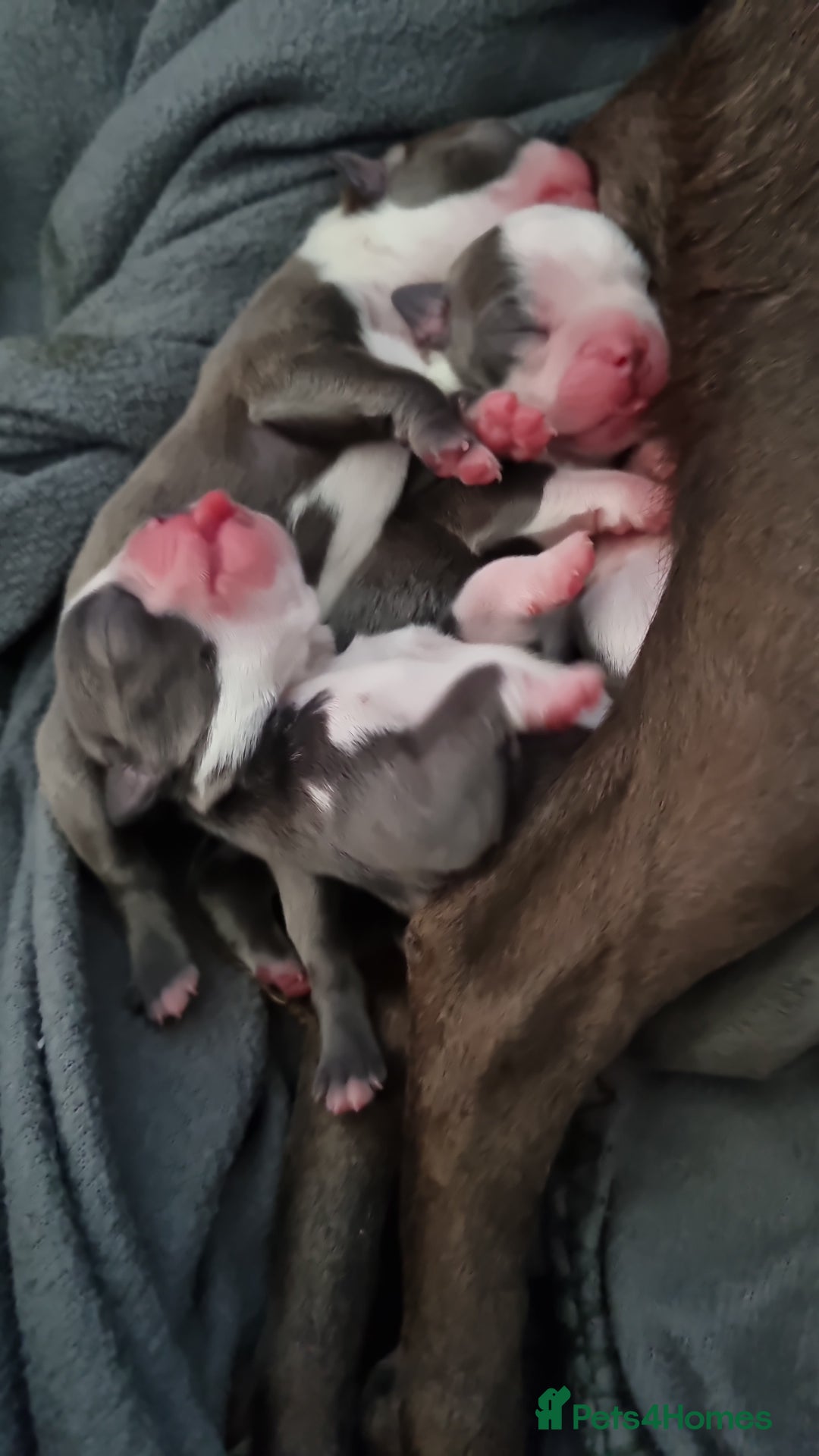 Boston Terrier dogs for sale: Outstanding Blue/Champagne Boston pups - Image 9