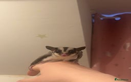 Sugar Glider rodents for sale: Joey sugar glider female.OOP- 16/09/2025 - Advert 3