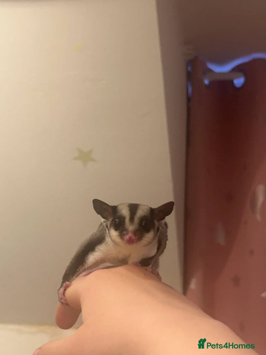 Sugar Glider rodents for sale: Joey sugar glider female - Advert 3