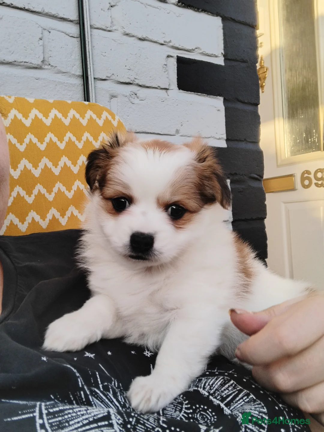 Pomchi dogs for sale: Pomchi puppies - Advert 36