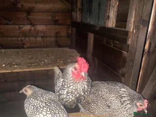 Chickens poultry Sebrights, hybrid chicks & hatching equipment - Advert 13