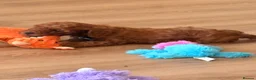 Cavapoo dogs for sale: Stunning Fox red F1b cavapoo puppies in Cranbrook - Advert 14