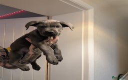 Cane Corso dogs for sale: Purebred champion bloodline cane corso - Image 1