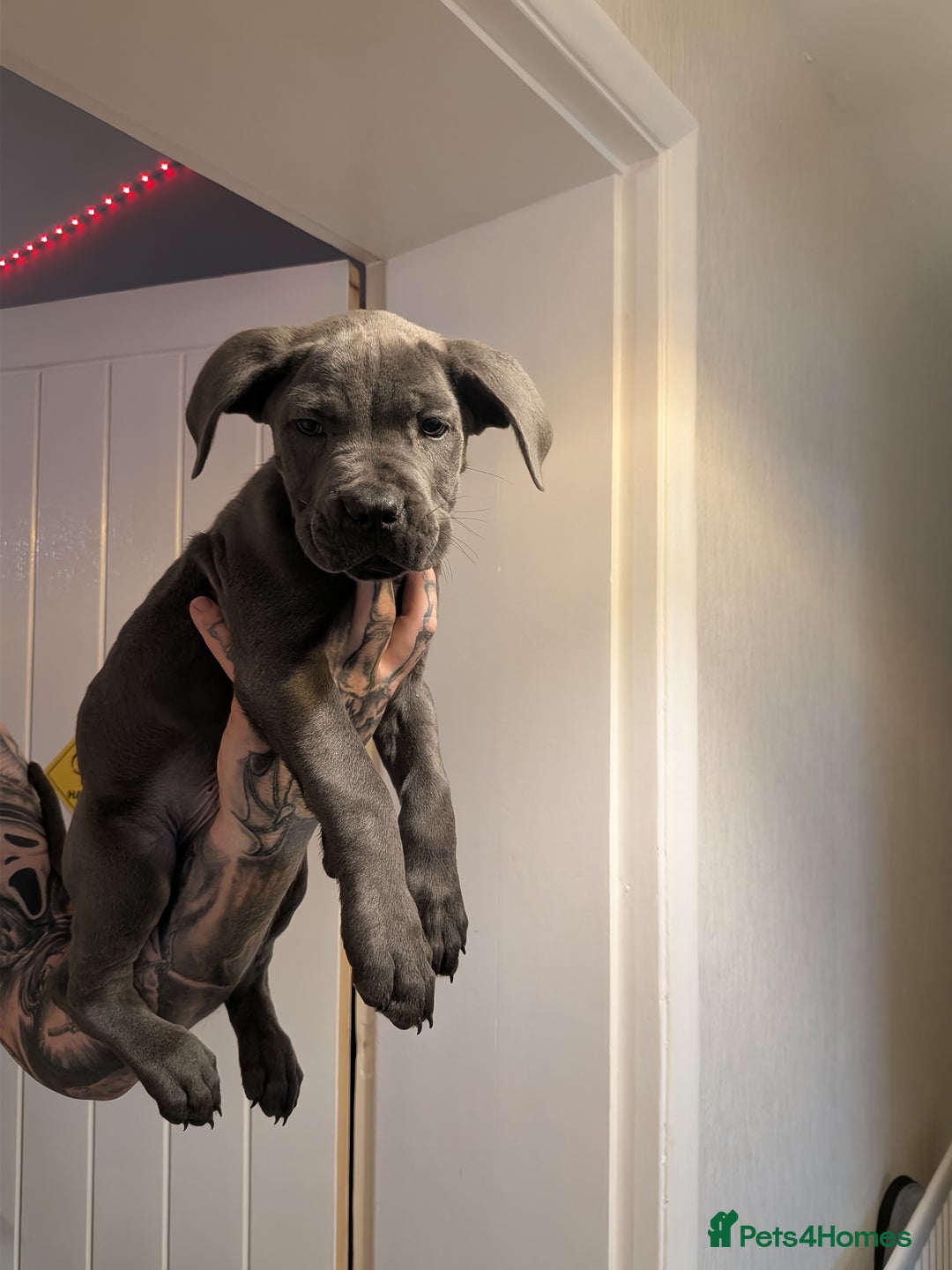 Cane Corso dogs for sale: Purebred champion bloodline cane corso - Image 1