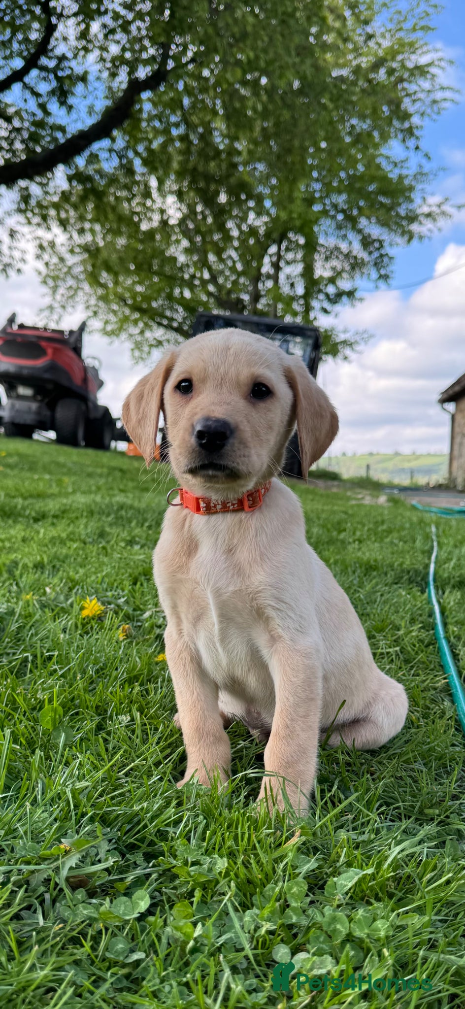 Labrador Retriever dogs Full KC Working lab pups! (2 boys left ready now ) - Advert 18