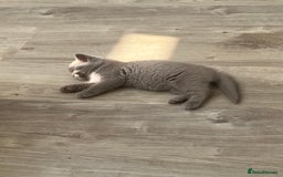 British Shorthair cats for sale: 4 Adorable Kittens are looking for new homes  - Image 16