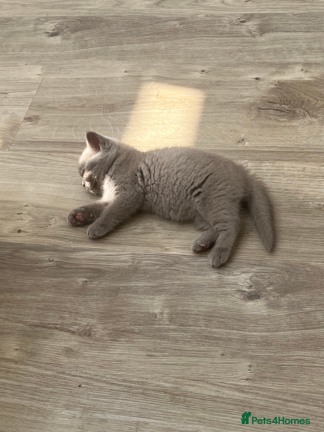 British Shorthair cats for sale: 4 Adorable Kittens are looking for new homes  - Image 16
