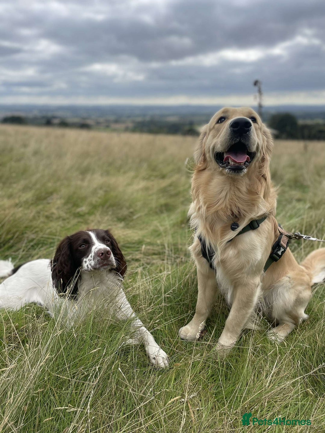 Golden Retriever dogs for stud: Proven Gorgeous Stud Dog - Image 5
