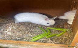 Netherland Dwarf rabbits for sale: netherland dwarf male and female with hutch  - Image 6