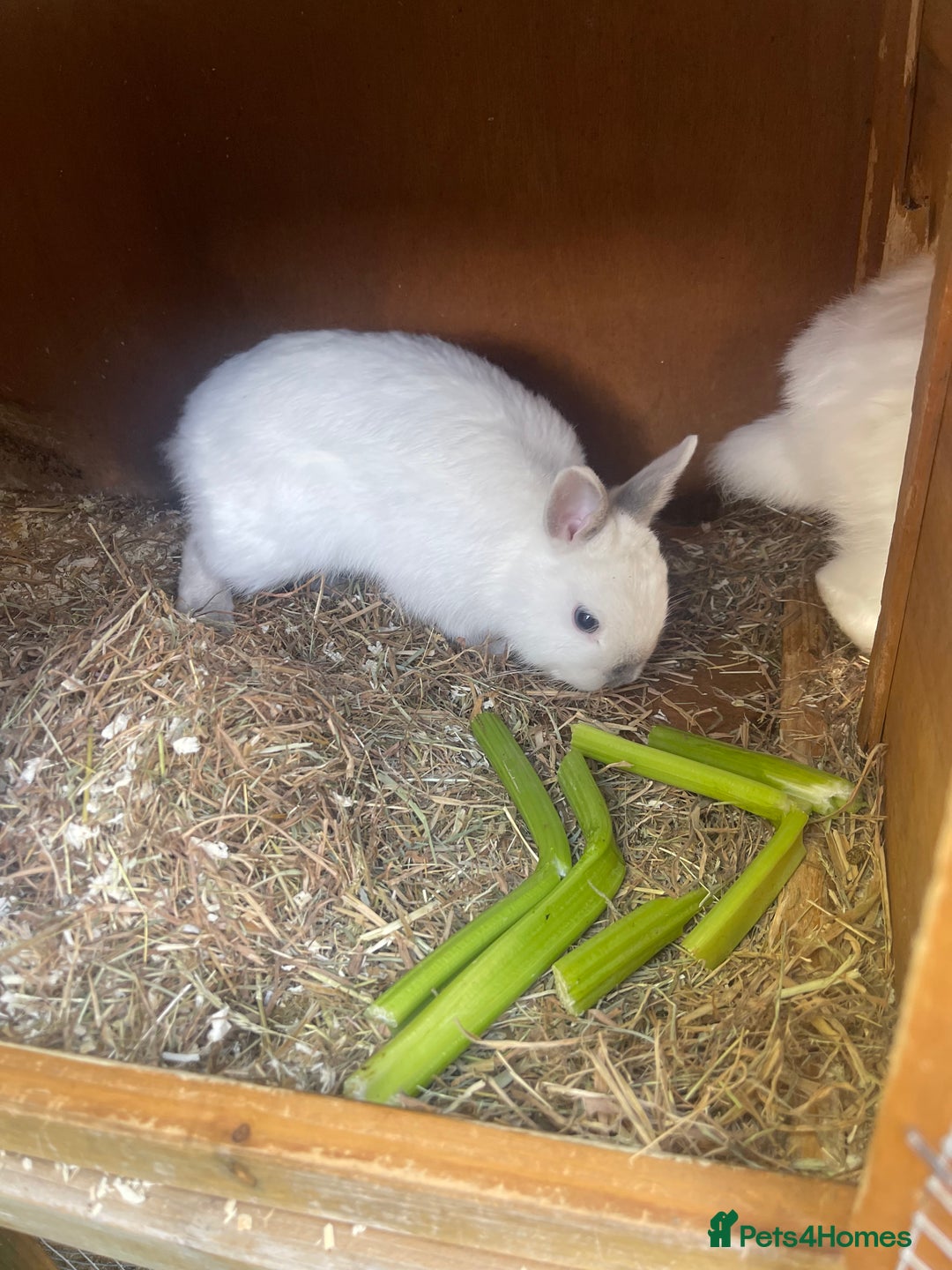 Netherland Dwarf rabbits for sale: netherland dwarf male and female with hutch  - Image 6