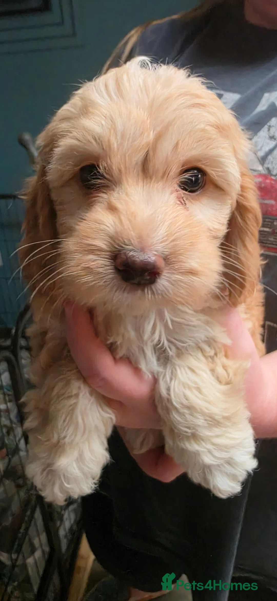 Cockapoo dogs for sale: ❤️Gorgeous Female Cockerpoo Puppies 🐶  - Advert 1