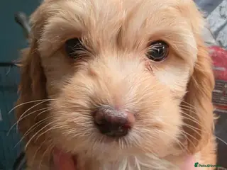 Cockapoo dogs ❤️Gorgeous Female Cockerpoo Puppies 🐶 - Advert 5