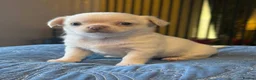 Chihuahua dogs for stud: STUD KC Registered Male Chihahua  - Advert 6