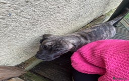 Mixed Breed dogs for sale: Cane corso/Great Dane puppies for sale ✨✨ - Image 9