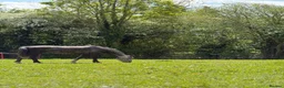 Irish Sports horses for sale: 4YO ISH mare- Future event/ SJ / XC Prospect - Advert 6