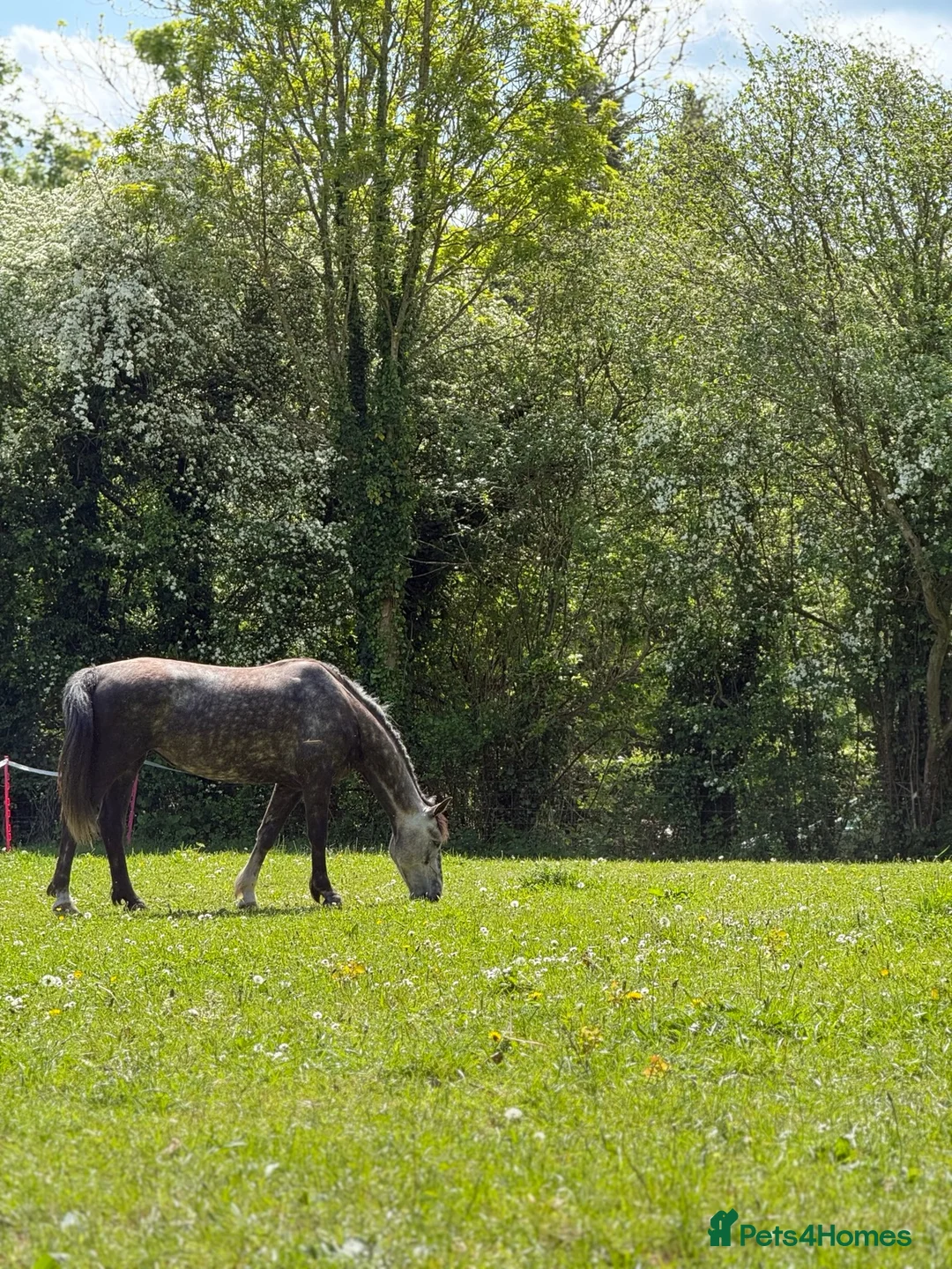 Irish Sports horses for sale: 4YO ISH mare- Future event/ SJ / XC Prospect - Advert 6