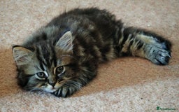 Persian cats for sale: Persian British shorthair mix kittens (SOLD) - Image 5