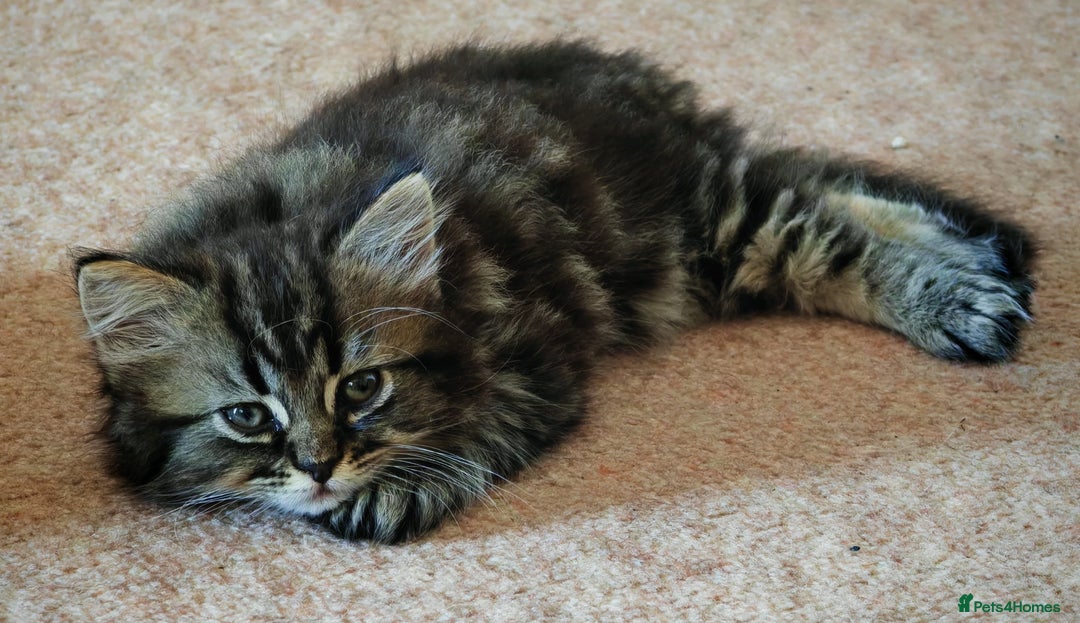 Persian cats for sale: Persian British shorthair mix kittens (SOLD) - Image 5