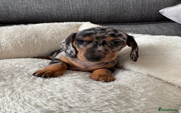 Miniature Dachshund dogs for sale: Adorable Miniature Dachshund Puppies  - Image 6