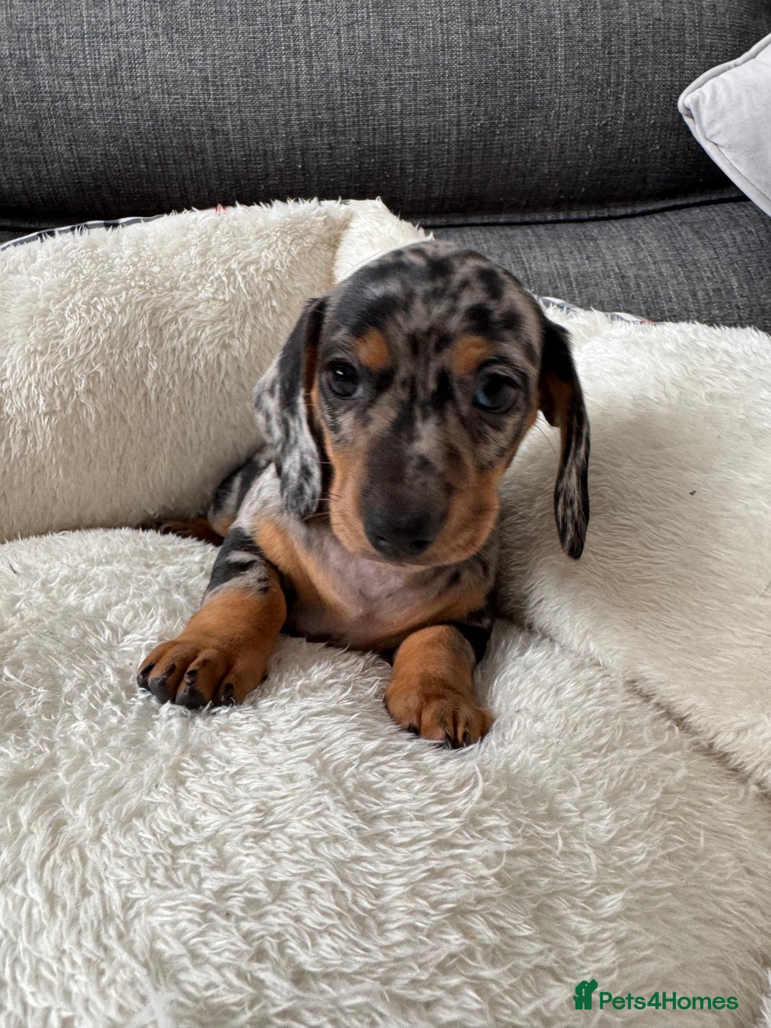 Miniature Dachshund dogs for sale: Adorable Miniature Dachshund Puppies  - Image 6
