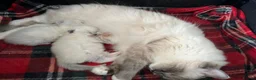 Ragdoll cats for sale: F1 100 % PURE FIFE REGISTRATION RAGDOLL KITTENS - Advert 24