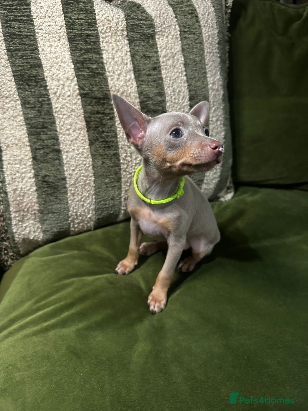 Miniature Pinscher dogs for sale: Stunning Miniature Pinschers - Advert 7