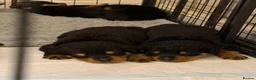 Rottweiler dogs for sale: READY NOW‼️PEDIGREE ROTTIES💕💛 3 BOYS x  - Advert 14