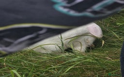 Blanc De Hotot rabbits for sale: rabbits for sale  - Image 14