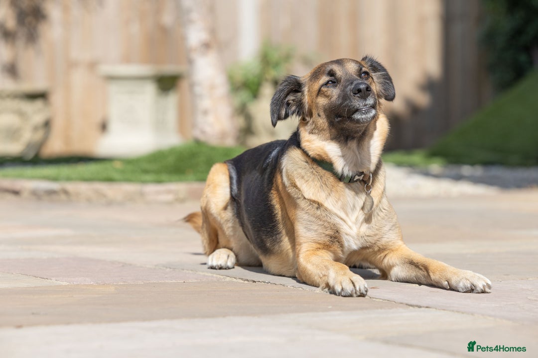 Mixed Breed dogs for adoption: Super Shelby - Image 22
