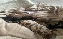 Dachshund dogs for sale: Minture dashund - Image 11